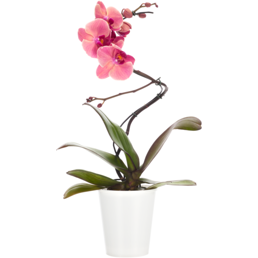 Freshmark Spiral Phalaenopsis Pot Plant (Assorted Item - Supplied at Random)