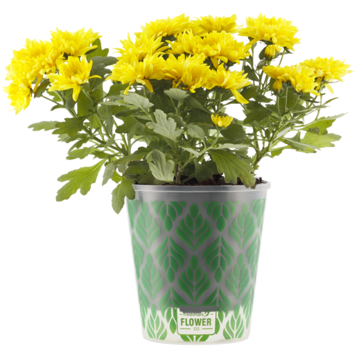 Chrysanthemum Pot Plant (Colour May Vary)