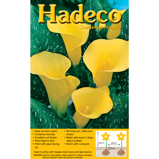 Hadeco Yellow Zantedeschia Pentlandii Bulbs 4 Pack