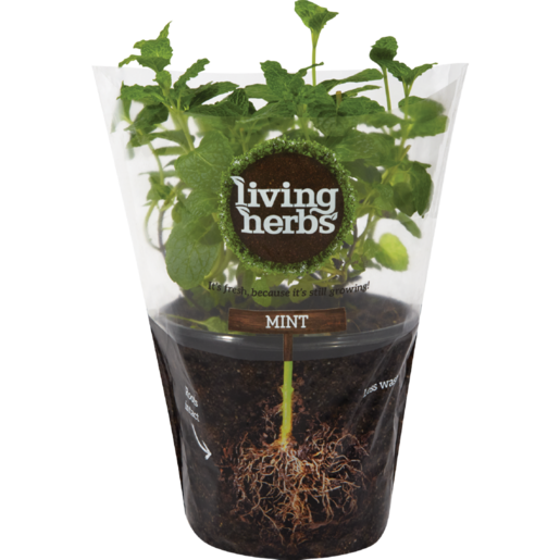 Living Herbs Fresh Mint