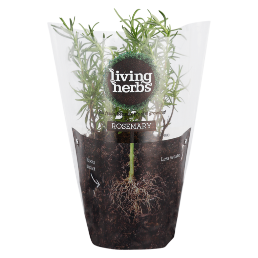 Living Herbs Rosemary