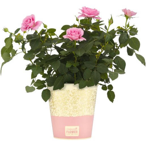Roses Pot Plant 14cm (Colour May Vary)