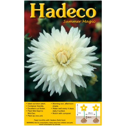 Hadeco White Dahlia Cactus Bulb