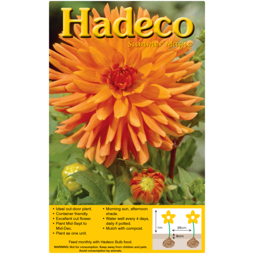 Hadeco Orange Dahlia Cactus Bulb
