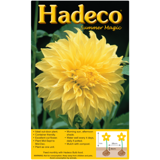 Hadeco Yellow Decorative Dahlia Bulb