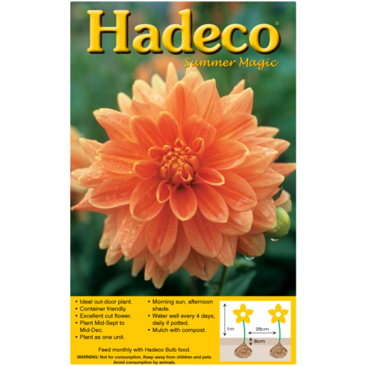 Hadeco Orange Decorative Dahlia Bulbs