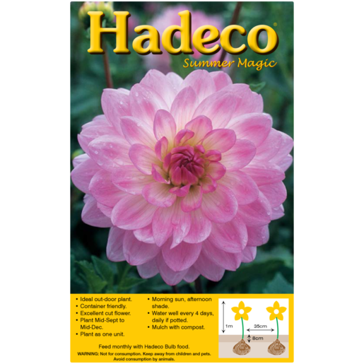 Hadeco Decorative Pink Dahlia Bulbs