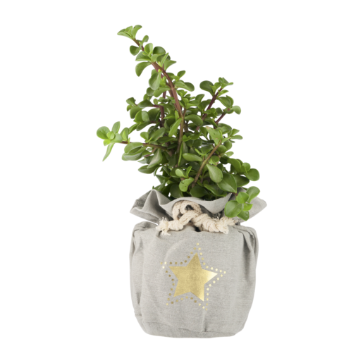 Spekboom Pot Plant