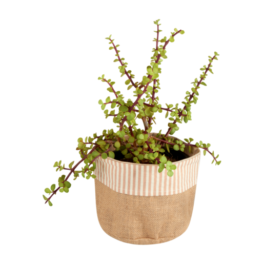 Spekboom Fado Pastel Pot Plant