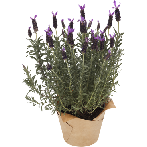 Lavender Pot Plant