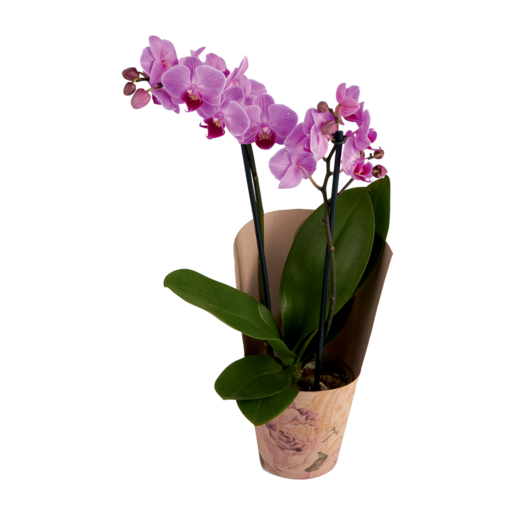 Mini Phalaenopsis Orchid Pot Plant