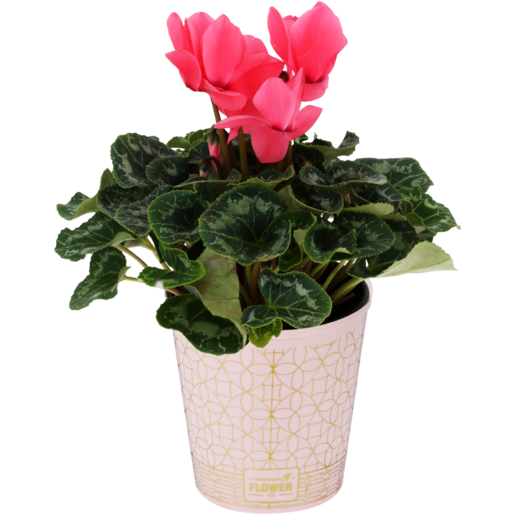 Cyclamen Pot Plant (Colour May Vary)