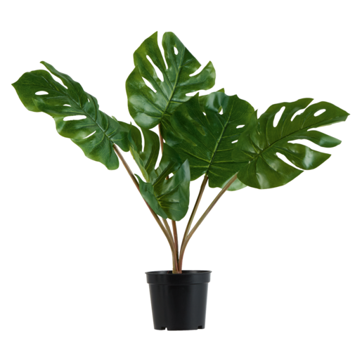 Broad Leaf Plant In Black Pot