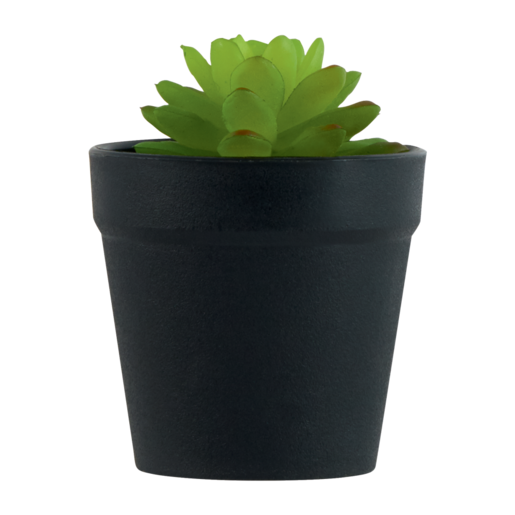 Cactus In Black Pot Plant (Type May Vary)