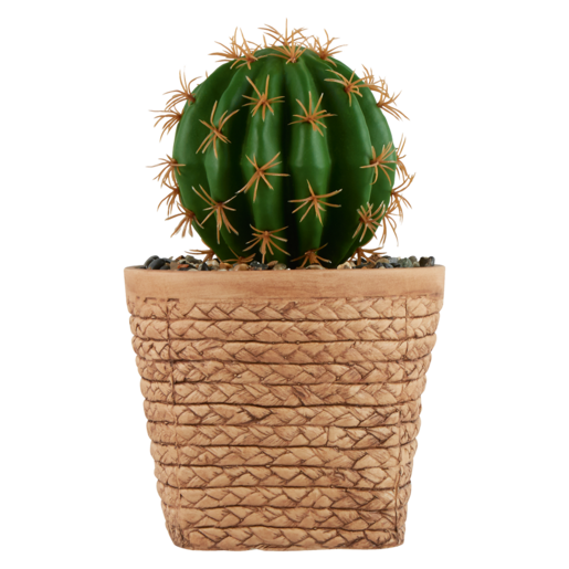 Round Cactus In Basket