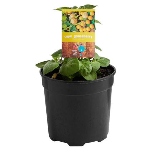 Berries For Africa Cape Gooseberry Pot Plant
