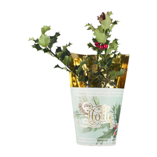 Festive Holly Pot Plant 14cm