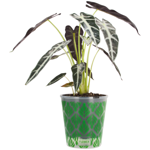 Alocacia Pot Plant 14cm