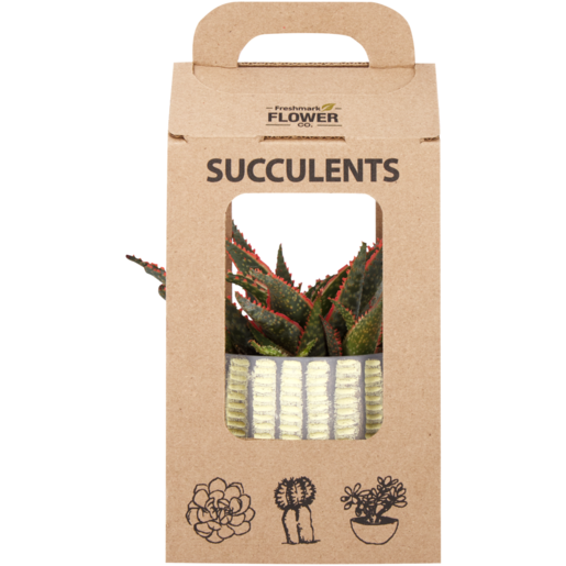 Succulent Pot Plant Gift Box 