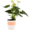 Anthurium Pot Plant (Assorted Item - Supplied at Random)