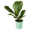 The Flower Co Pot Plant Single