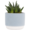 Monaco Sandstone Pot Plant (Type May Vary)