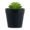 Cactus In Black Pot Plant (Assorted Item - Supplied At Random)