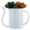 Cactus In White Teapot