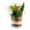 Artificial Plant In Glass