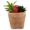 Cactus In Basket