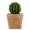 Round Cactus In Basket