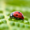This is how to attract good bugs like lady bugs to your garden